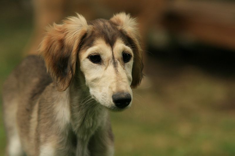 Ameenan lapset 12 vko 271.JPG - Mureena